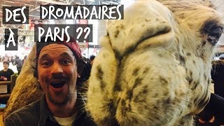 4000 ANIMAUX ENVAHISSENT PARIS  VLOG TOOPET [upl. by Abercromby498]