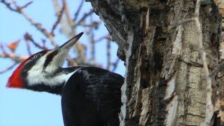 Pileated Woodpecker returns [upl. by Veljkov86]