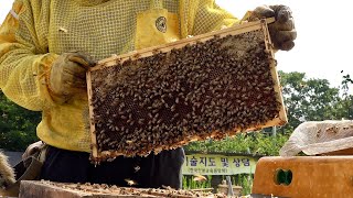 Huge Number of Bees Honey Mass Production Process by Korean Beekeeping Farm [upl. by Elladine]