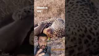 LEOPARDO VS TEXUGO leopard animais [upl. by Annodal]