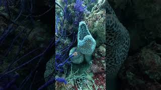 Dancing Moray Eels [upl. by Uhthna]