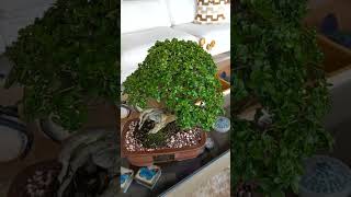 Bonsai de Premna de 20 años [upl. by Stolzer]