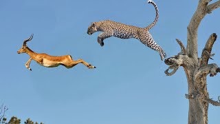 Leopard Hunting Fail Impala Lion Vs Buffalo Leopard Vs Monkey Tiger Vs Crocodile Rhino Vs hippo [upl. by Haskins]