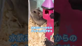 水飲んでダッシュするハムスター ハムスター動画 hamsters ハムスター日記 ジャンガリアンハムスター [upl. by Rochell159]