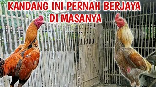 Main ke kandang RCS FARM yang lama  Ternyata masih ada [upl. by Otilesoj219]