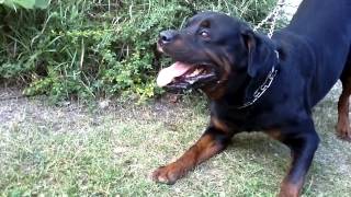 Big Rottweiler defends his territory 2 [upl. by Meredith]