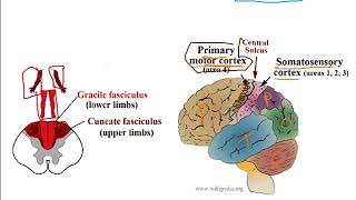 Video 207 Ascending and Descending Spinal Cord Pathways Functions Decussations and Lesion Effects [upl. by Oalsecnew384]