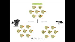 Genetic Analysis of the Galapagos Finches [upl. by Martel516]