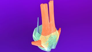 3D Pons Embryology Metencephalon  Rhombencephalon Embryology Part 3  Neuroembryology Part 6 [upl. by Akena]