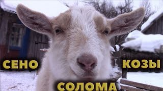 Сено солома козы [upl. by Mitman]