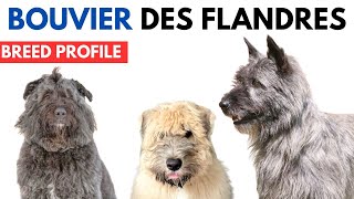 Bouviers des Flandre Breed Profile History  Price  Traits  Bouviers des Flandre Grooming Needs [upl. by Afra]