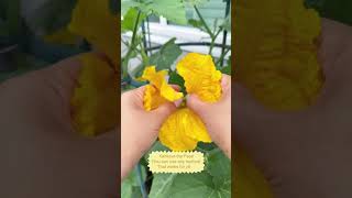 Have you hand pollinated your squash and zucchini gardening [upl. by Hales]