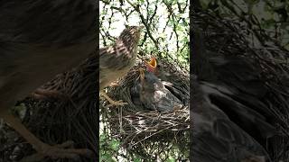 Babbler feeding video birdnest nature beautifulnest birdsounds nesting [upl. by Nodarb768]