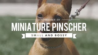 ALL ABOUT MINIATURE PINSCHER  SMALL AND BOSSY [upl. by Nibot537]