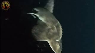 Bowmounth Guitarfish caught on rod and line [upl. by Aslin]