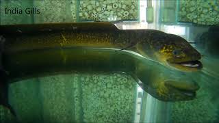 Anguilla bengalensis underwater Video in Aquarium [upl. by Salazar458]