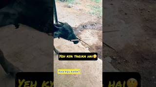 Kyu karte aisa 🤔 rooftop GOAT farming facts earn farm pets animals [upl. by Charlotte14]