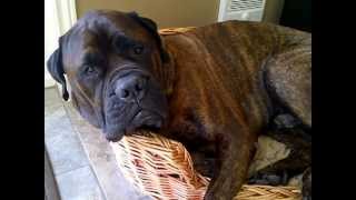 Bullmastiff wont leave his basket [upl. by Shanleigh]