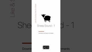 Sheep Sound 🐑  baa sound effect  sheep baaing [upl. by Gaige]