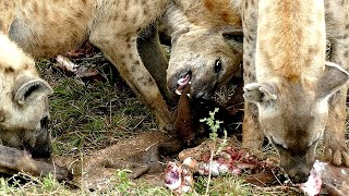 Amazing Sounds of Hyenas Crunching Buffalo Bones [upl. by Nahgen]