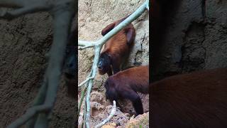 PERU VLOG We saw wild Capybaras in the rainforest amazonrainforest [upl. by Bezanson]