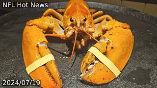 Crush rare orange lobster diverted from dinner plate to aquarium by Denver Broncos fans [upl. by Assirat]