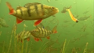 Must see rare footage of perch attack soft fishing lures underwater [upl. by Vikki]