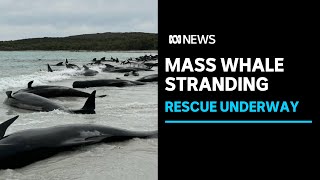 Mass pilot whale stranding in Western Australia  ABC News [upl. by Otilegna251]