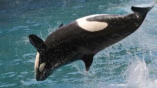 The Majestic Orca Oceans Apex Predator [upl. by Raphael]