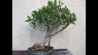 Repotting a Ficus retusa Bonsai July 3 24 [upl. by Ynnor]