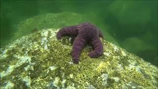 The Resurgence of Sea Stars in the Salish Sea [upl. by Eannyl]