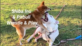 Girl Dogs Routine Play 09112024 shiba pitbull [upl. by Giles]