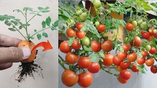 New skills Grafting a tomatoes tree with tomato fruit in pot [upl. by Sondra]