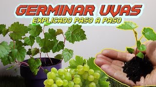 Como Germinar Semillas de Uva  EL MEJOR MÉTODO  Germinar Uva  Sembrar Uvas  Cultivo Paso a Paso [upl. by Evatsug]