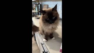 Cute Ragdoll Cat Asks Loudly for Treats  Arizona Cuddly Ragdoll Cats [upl. by Pitzer286]