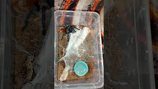 pajak tarantula tarantulakat spider atak reptiles terrarium pajkatek insects cute animals [upl. by Dweck825]