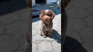 Lagotto Romagnolo 🌟 Italys Rare Canine Gem [upl. by Helbonnas]