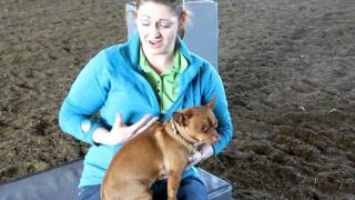 Animal chiropractor Dr MartinKing demonstrates chiropractic adjustment of a small dog [upl. by Acile314]