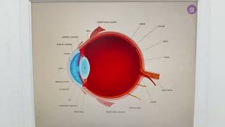 Optika Kršev Ruma  Detaljni Očni Pregledi i Profesionalni Optometristi 2025 [upl. by Niehaus368]