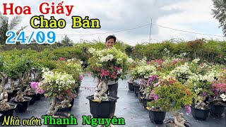 Hoa giấy dáng đế đẹp ghép siêu hoa ngũ sắc siêu đẹp giao lưu ngày 2409 ☎️ 0765998660 Thanh Nguyên [upl. by Vergil]