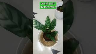 CALATHEA 11060CC FOR ALL OVER KERALA ihavethisthingwithplants sales marketing Business plants [upl. by Trevah]