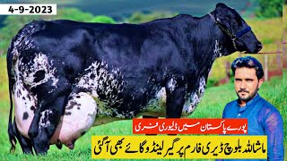 Girlando Cow For Sale In Pakistan  Baloch Dairy Farm  Cow Farm  Pk Janwar Mandi [upl. by Ilac59]