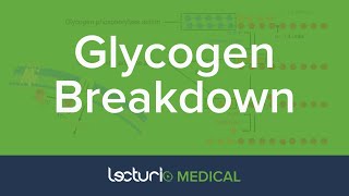 Glycogen Breakdown  Glycogen Metabolism  Biochemistry [upl. by Holofernes]