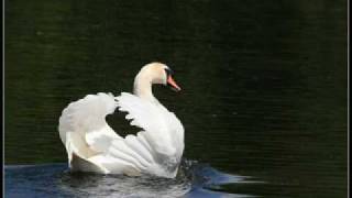 Richard Clayderman The Swan [upl. by Ldnek31]