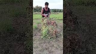 Ground nut harvesting in our farm  Part 4 [upl. by Bertold]