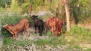 quotMooving in four new roommates – let the cudchewing commencequot cow calves shorts [upl. by Ilyak]