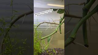 monstera roots hydroponics aquarium neontetras pothos spiderplant update houseplant garden [upl. by Nnylsia783]