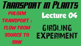 Girdling experiment  Phloem Transport  Flow from Source to Sink  Lecture 04 [upl. by Adiuqal]