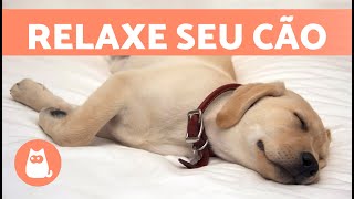 MÚSICA para CÃES com ANSIEDADE 🐶🎶 Relaxe seu cachorro Nervoso ou Inquieto ✅ [upl. by Aurora]