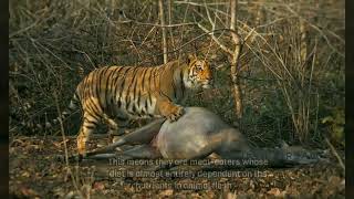 Siberian Tiger vs Bengal Tiger What are the Differences [upl. by Occor201]